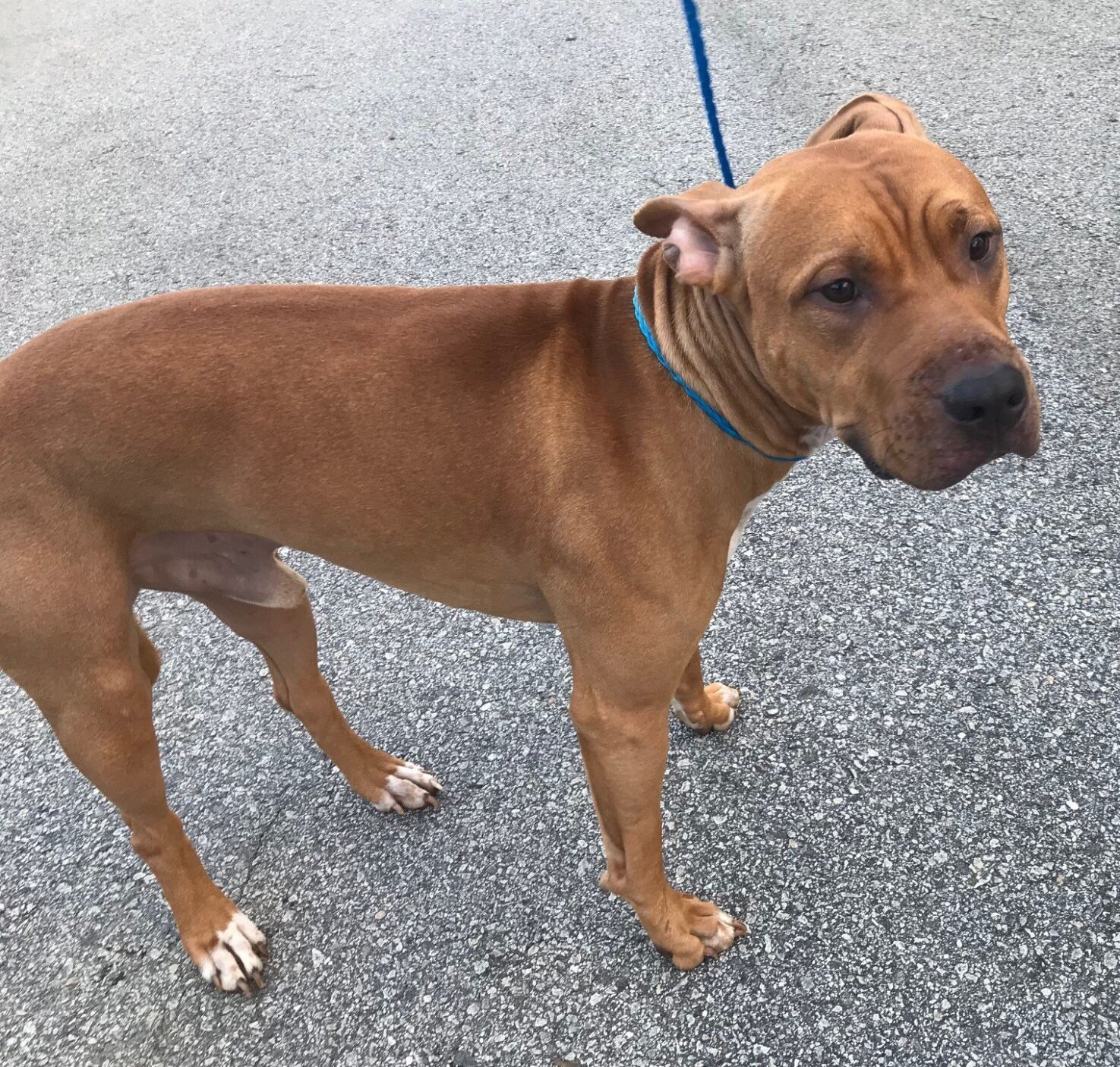 Scooby.jpg